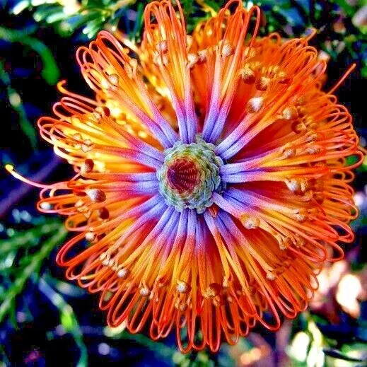 Banksia ericifolia "Little Eric" Tree Seeds | Rare Lantern Fireworks Variety | Native Australian Flower Plant