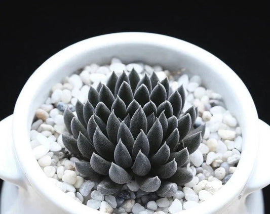 Rare Succulent Seeds - 100Pcs Pack - Sinocrassula Yunnanensis - Unique Plant Variety for Collectors