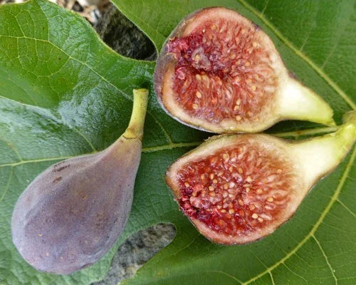Celeste Fig Plant in 3" Pot - Ficus carica 'Celeste' - Rooted Indoor/Outdoor Fig Tree for Garden or Home Decor