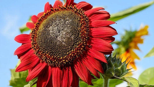 Red Sunflower Seeds - 25+ Heirloom Non-GMO - Rare Variety - Helianthus annuus