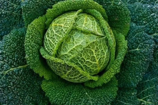 Savoy Perfection Cabbage Seeds - 500+ Heirloom Non-GMO Fresh Seeds - Brassica oleracea