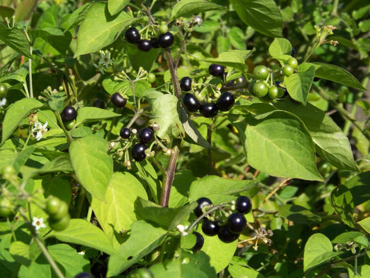 Huckleberry Seeds - 45 Pack - Garden Huckleberry - Vaccinium spp. - GroCo USA - Buy 15 Ships Free