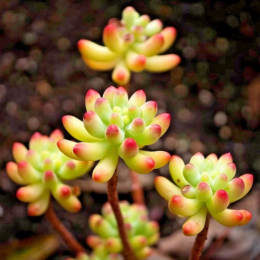 Sedum Pachyphyllum Succulent Plant - 1.5-2 Inches - Fully Rooted Healthy Rare Live Plant
