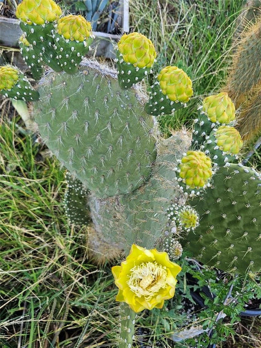 Opuntia Megasperma Var. Orientalis Selection - Colored Flowers - Galapagos Cactus Plant