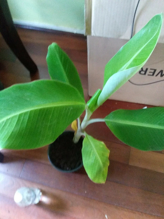 Live Plantain Plant in Pot | 8-12in Platano Macho | Musa paradisiaca | Tropical Edible Plant