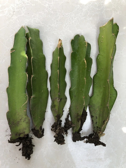Rooted Dragon Fruit Cuttings - 5 Bare Root White Pitaya Cactus - Hylocereus undatus
