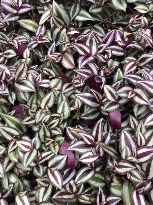 Tradescantia Zebrina Cuttings - Purple Wandering Jew - 10 Healthy Stem Cuttings