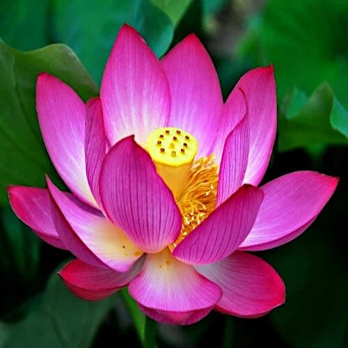 Sacred Lotus Flower Seeds - Edible Aquatic Water Lily - Nelumbo nucifera