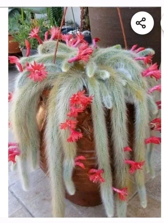Monkey Tail Cactus Cutting 8" | Succulent Plant | Rhipsalis Baccifera | Unique End Cutting