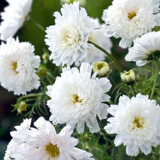 Double Click White Knight Cosmos Seeds - 200+ Pack - Garden Flower - Cosmos bipinnatus - USA Shipping