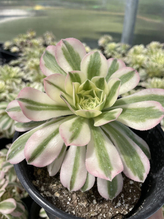 Succulents Live Plants - 3.5” Aeonium Variegated Maybach Cutting - Indoor Garden Decor - Easy Care Houseplant