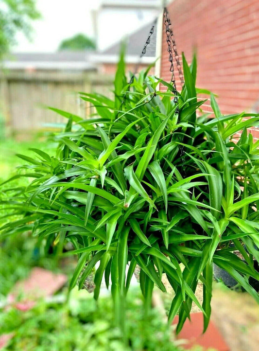 Spider Plant Hanging Basket - 5 Rooted Starter Green Air Purifying Plants - Chlorophytum comosum