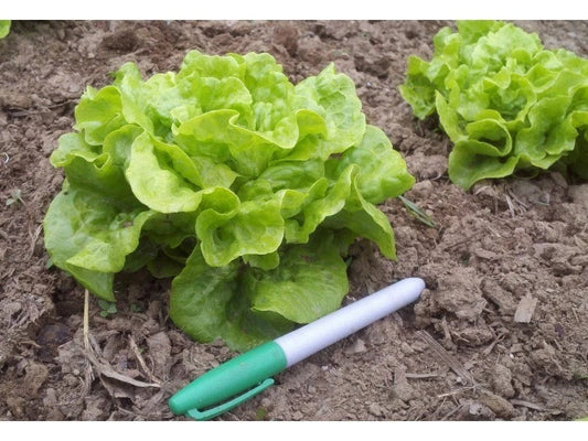 Tom Thumb Leaf Lettuce Seeds - 50 Count - Easy to Grow Lettuce Variety - Lactuca sativa