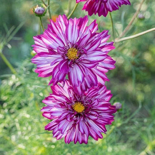 Cosmos Seeds - 200+ Double Click Double Violet - Cosmos bipinnatus - Perfect for Garden Planting, USA Grown - Free Shipping