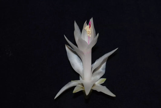 Christmas Cactus Starter Plant - Small Healthy Schlumbergera Truncata - Perfect for Home Decoration or Gifting