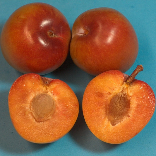 Elephant Heart Plum Tree Cutting - Grafting Scionwood, Buds - T510A (4) - Prunus domestica