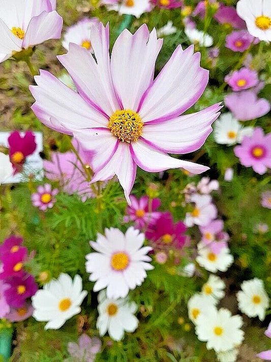 Cosmos Seeds Mix - 100 Seeds - Single Double Seashell & Striped - Cosmos bipinnatus