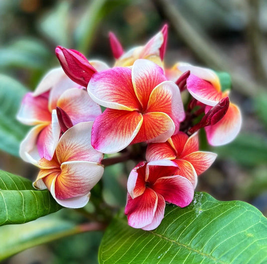 Plumeria Cutting 1 Grow Tip Fresh J105 Variety - Tropical Flowering Plant