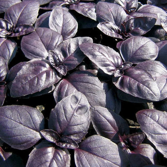 240 Seeds Basil Red Rubin Herb - Ocimum basilicum 'Red Rubin' - GroCo USA - Buy 15 Ships Free