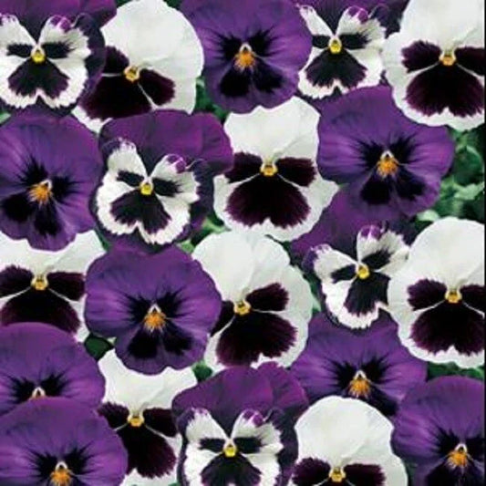 Pansy Seeds - 50 Count - Majestic Giant Sea Breeze Blotch Mix - Viola wittrockiana