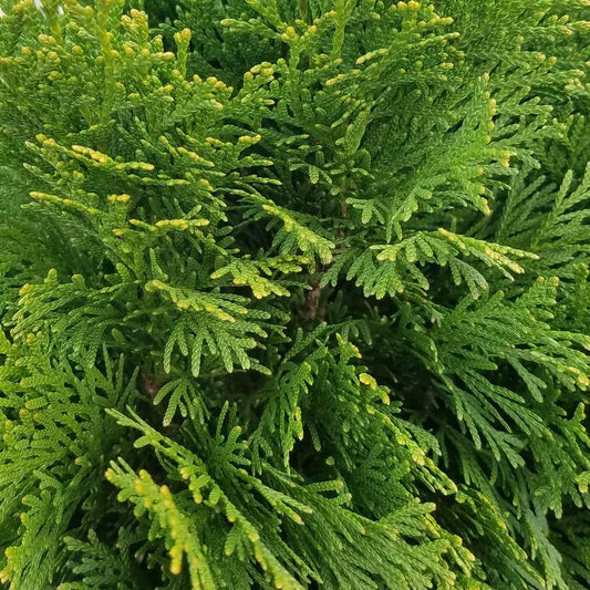 Emerald Green Arborvitae 12+ Inches Bare Root Live Plant Thuja Occidentalis