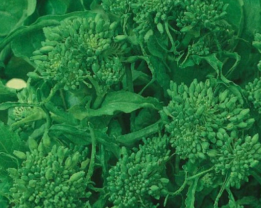 Rapini Broccoli Seeds - Early Fall Variety, Italian Greens, Healthy Non-GMO, 500 Count - Brassica rapa