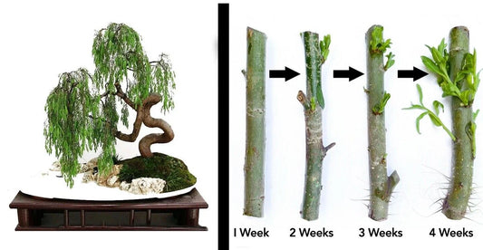 Dragon Bonsai Cutting Starts - Weeping Willow Tree - Thick Trunk Dwarf - Salix Babylonica