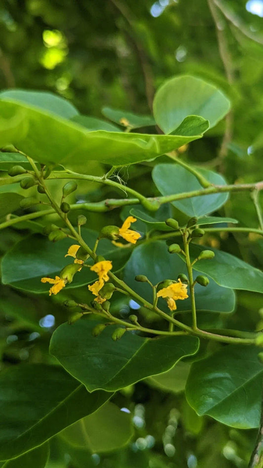 Pterocarpus Indicus Live Tree Seedlings - Tropical Hardwood Plant for Landscaping and Shade