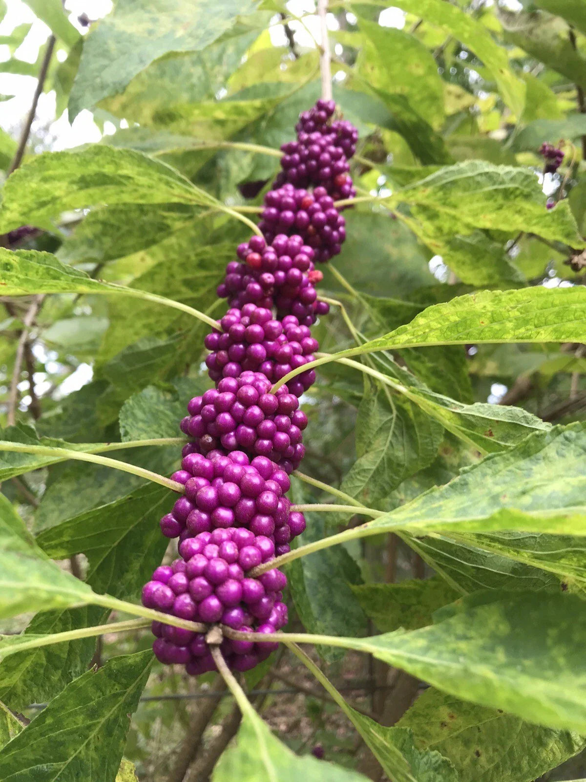 Beauty Berry Bush Live Plant Cuttings, 7 Count, No Roots for Propagation, Callicarpa americana