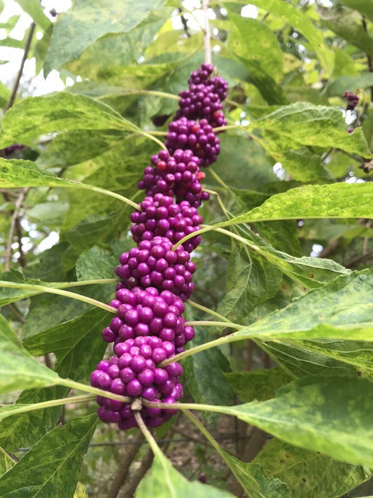 Beauty Berry Bush Live Plant Cuttings, 7 Count, No Roots for Propagation, Callicarpa americana