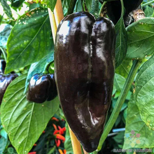 Mulato Isleno Hot Pepper Seeds - 25+ Pack - Ideal for Garden Planting - Capsicum annuum