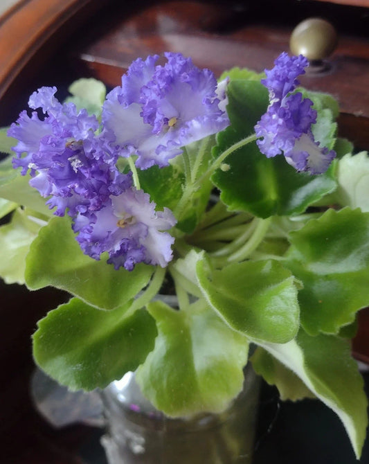 African Violet Fresh Cut Unrooted Leaves, LE Zoryane Syajvo, 2 Pack, Ideal for Propagation, Saintpaulia