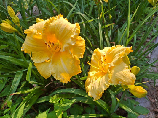 Daylily Bareroot - Hemerocallis 'Fergengi Gold' - Mature Eyes - Perennial Flowering Plant