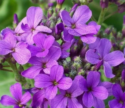 Dame's Rocket Flower Seeds 500+ Biennial Purple Blooms Hesperis matronalis for Garden Bees