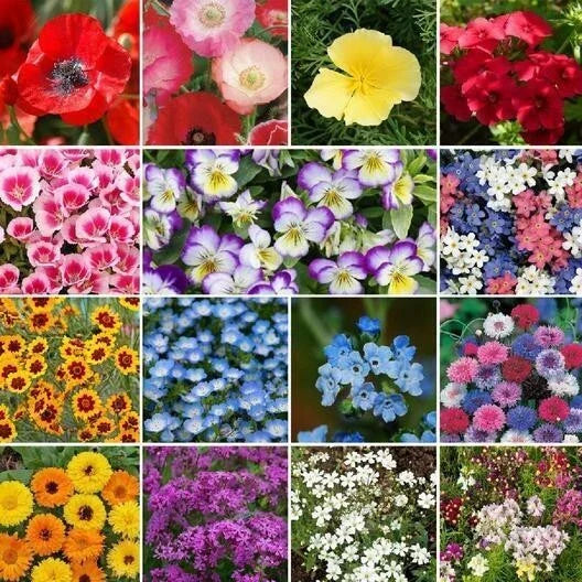 Wildflower Mix - 500+ Seeds - Shorty Low Grow Heirloom Blend - Annual & Perennial - Fresh Wildflowers