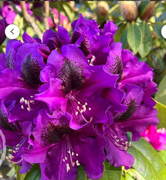 Rhododendron Starter Plant - Florence Parks - Well Rooted - Rare Variety - Perfect for Gardens and Landscapes