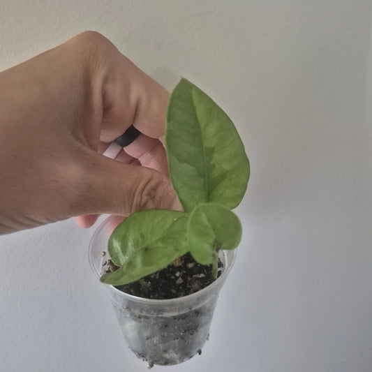 Mystery Pothos Starter Plant 2 Inch Pot | Variegated Green Foliage | Epipremnum aureum