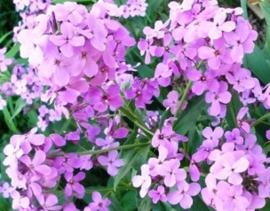 Dame's Rocket Seeds - Violet - 100 Fresh Seeds - Hesperis matronalis - Free Shipping