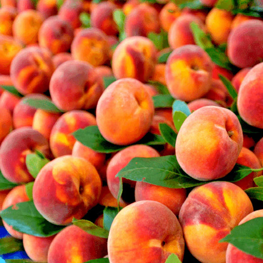 Dwarf Peach Tree Seeds Loring NEMAGUARD (Prunus persica) Fast Hardy Fruit Plant - Ideal for Home Gardens