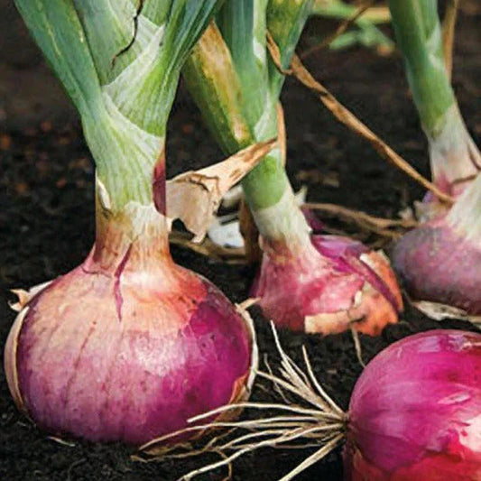 Red Burgundy Onion Seeds - Non-GMO Sweet Short Day Variety - Perfect for 2025 Planting (Allium cepa)