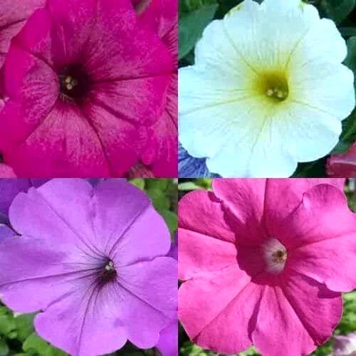 Petunia Seeds - Hummingbird Mix - Non-GMO - 200+ Seeds for Butterflies - Perfect for Container Gardening - Petunia spp.