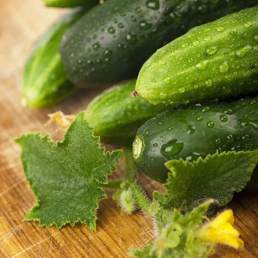 Cucumber Seeds - 100 Pack Long Green Improved Gourmet Non-GMO (Cucumis sativus) Free Shipping
