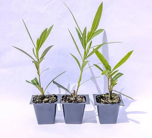 Oleander Live Plants, 2.5" Nursery Cubes, Red Variety, Nerium oleander, Jannoch Oleander