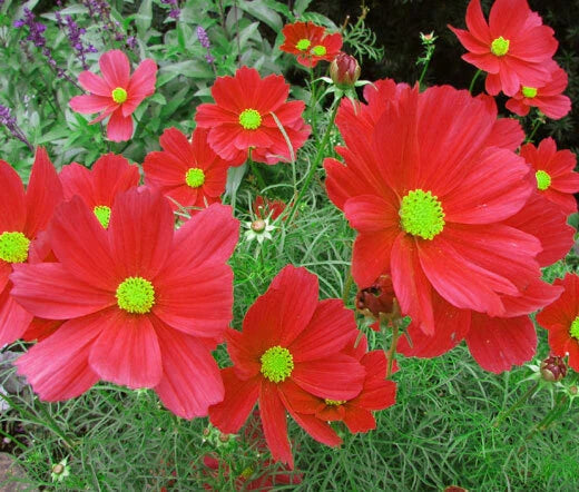 Cosmos Dazzler Seeds 100 Ct Red Flower Annual Butterfly Plant (Cosmos bipinnatus) - USA Seller, Free Shipping