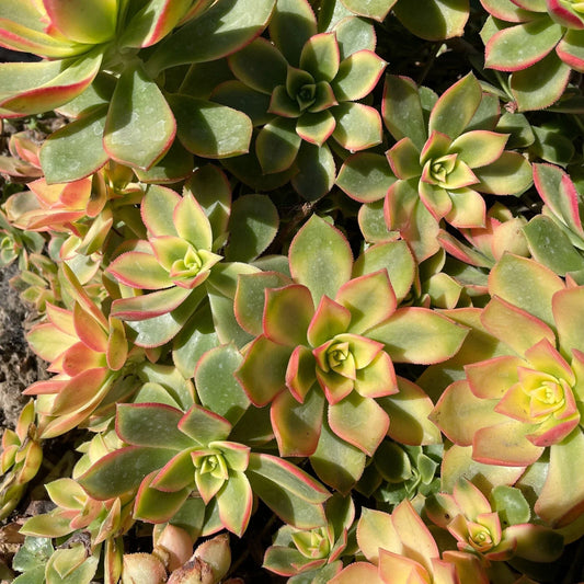 Aeonium Kiwi Variegated Succulent Cuttings - "Dream Color" - Unique Indoor Plant, Colorful Succulent, Garden Decor
