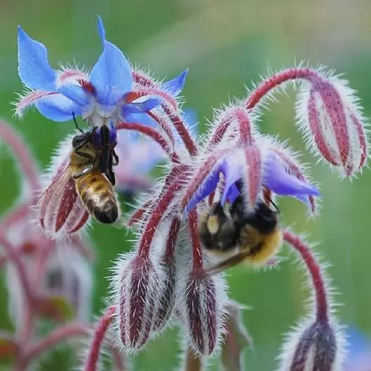 Borage Seeds - 100 Heirloom Non-GMO Edible Flower & Leaves Seeds (Borago officinalis)