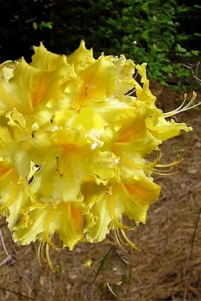 Aromi Azalea Starter Plant - Lemonade Variety - Rhododendron spp. - Deciduous - May Be Dormant