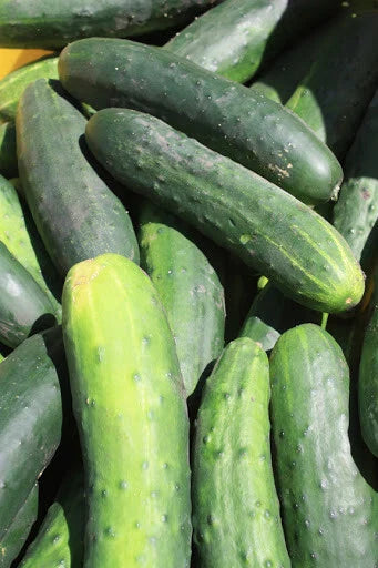 Cucumber Seeds 25+ Count Marketmore Variety Fresh Garden Seeds USA - Heirloom Cucumbers for Home Gardening