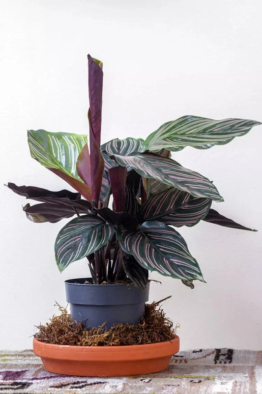 Pin-Stripe Calathea Seeds - 25+ Seeds for Garden Planting - Calathea ornata - USA