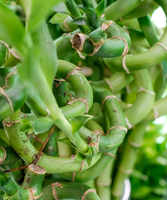 Curly Lucky Bamboo Plant 16" Stalk - Well Rooted Live Plant - Dracaena sanderiana - Perfect Gift